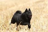 SCHIPPERKE 066